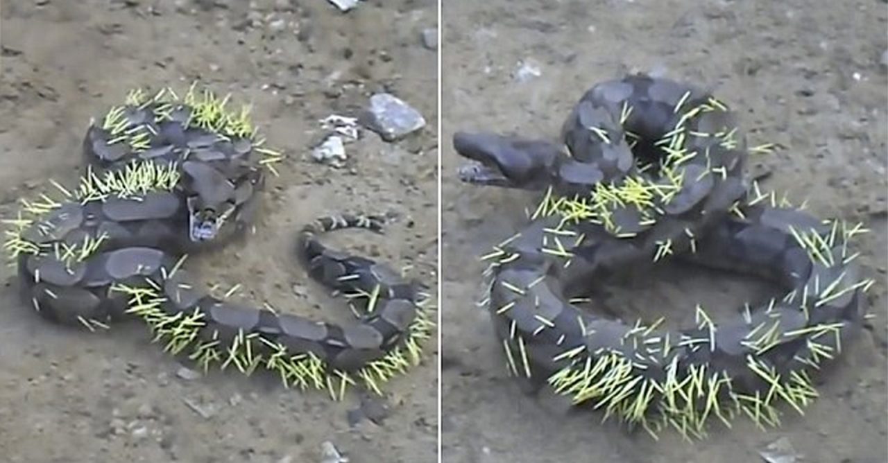 greed leads to pain python suffers injuries after attempting to swallow porcupine video 376345 4